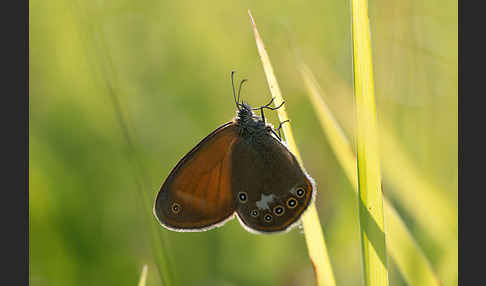 Perlgrasfalter (Coenonympha arcania)