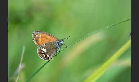 Perlgrasfalter (Coenonympha arcania)