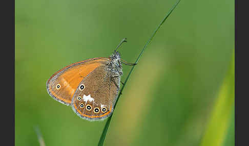 Perlgrasfalter (Coenonympha arcania)