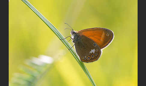 Perlgrasfalter (Coenonympha arcania)