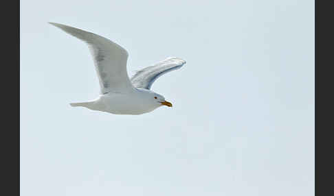 Eismöwe (Larus hyperboreus)