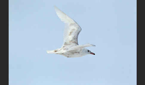 Eismöwe (Larus hyperboreus)