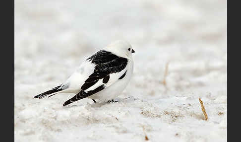 Schneeammer (Plectrophenax nivalis)