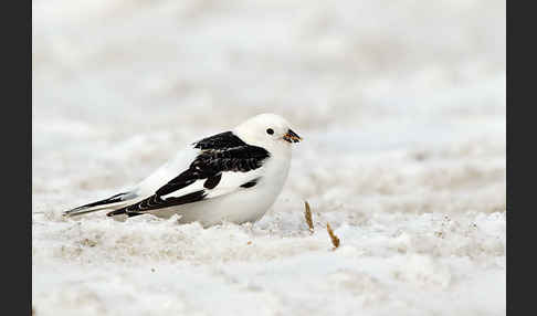 Schneeammer (Plectrophenax nivalis)