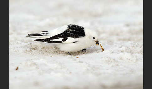 Schneeammer (Plectrophenax nivalis)