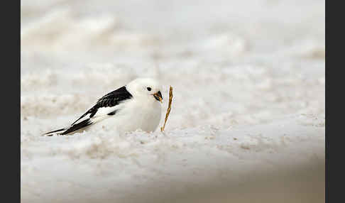 Schneeammer (Plectrophenax nivalis)