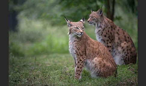 Luchs (Felis lynx)