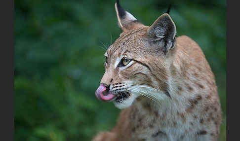 Luchs (Felis lynx)