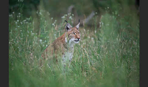 Luchs (Felis lynx)