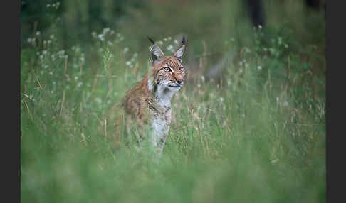 Luchs (Felis lynx)