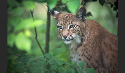 Luchs (Felis lynx)