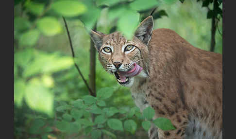 Luchs (Felis lynx)