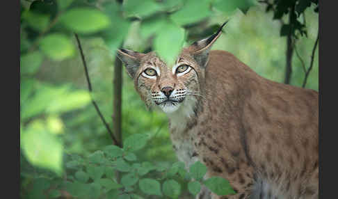 Luchs (Felis lynx)