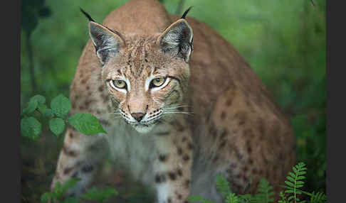 Luchs (Felis lynx)