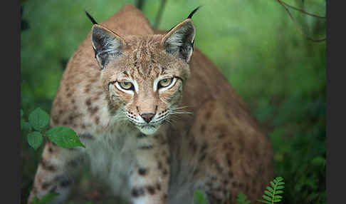 Luchs (Felis lynx)