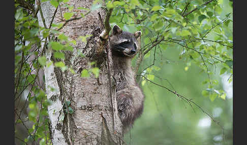 Waschbär (Procyon lotor)