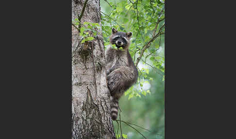 Waschbär (Procyon lotor)