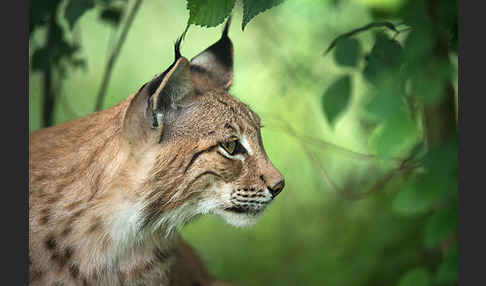 Luchs (Felis lynx)