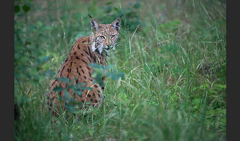 Luchs (Felis lynx)