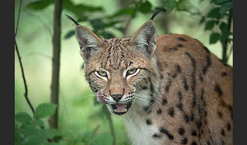 Luchs (Felis lynx)