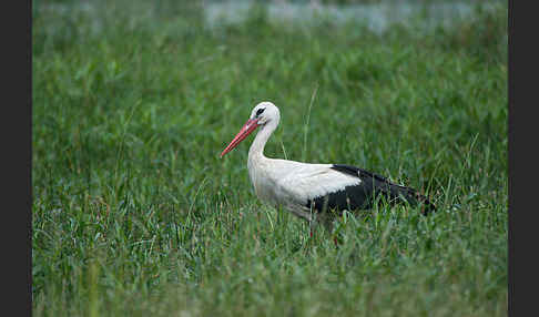 Weißstorch (Ciconia ciconia)