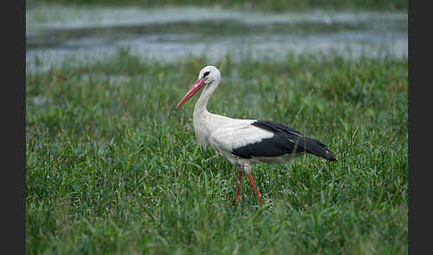 Weißstorch (Ciconia ciconia)