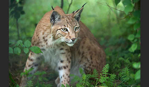 Luchs (Felis lynx)