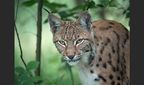 Luchs (Felis lynx)