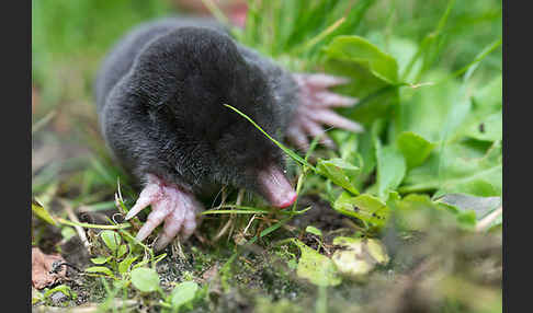 Maulwurf (Talpa europaea)