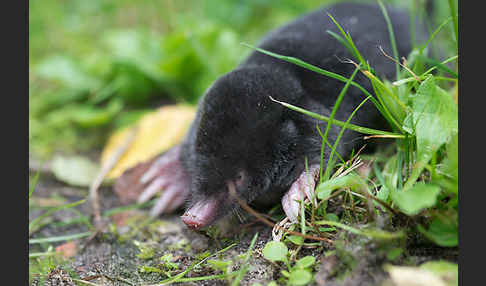 Maulwurf (Talpa europaea)