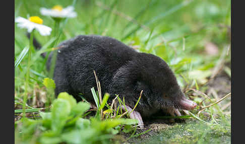 Maulwurf (Talpa europaea)