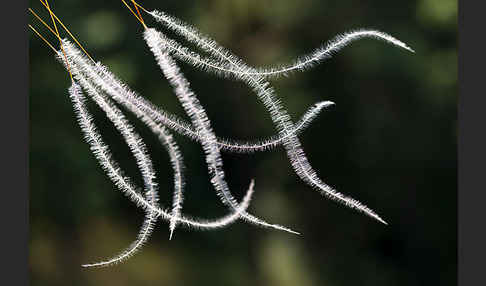 Haar-Pfriemengras (Stipa capillata)