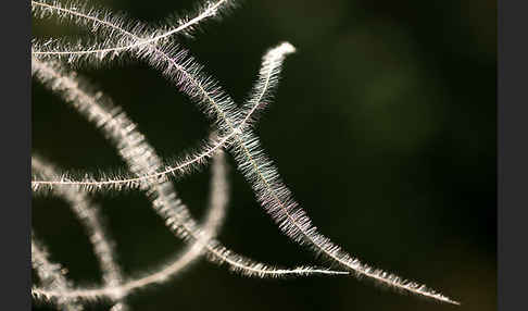 Haar-Pfriemengras (Stipa capillata)