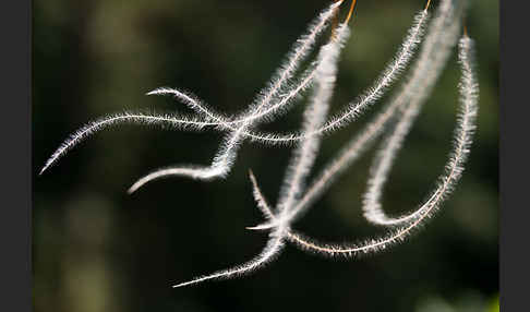 Haar-Pfriemengras (Stipa capillata)