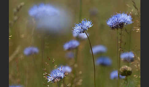 Berg-Sandglöckchen (Jasione montana)