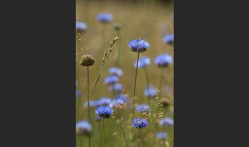 Berg-Sandglöckchen (Jasione montana)