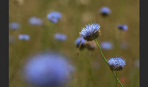 Berg-Sandglöckchen (Jasione montana)