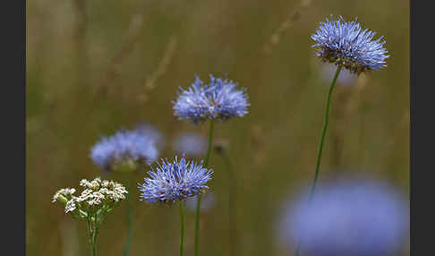 Berg-Sandglöckchen (Jasione montana)