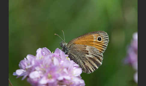 Gemeines Wiesenvögelchen (Coenonympha pamphilus)