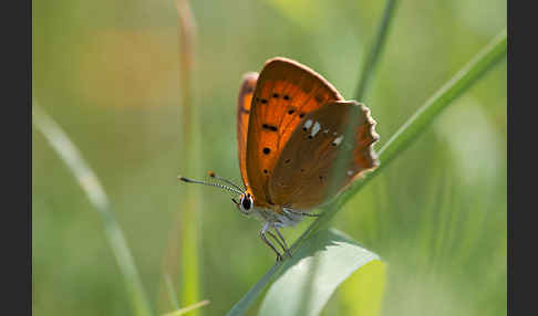 Dukatenfalter (Lycaena virgaureae)