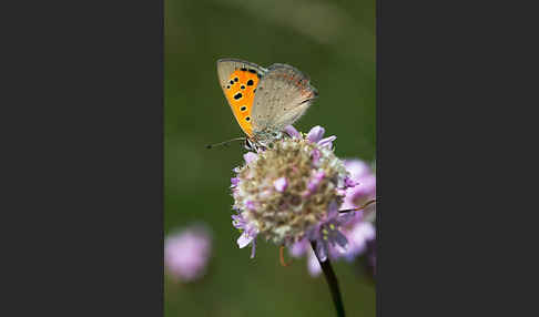 Kleiner Feuerfalter (Lycaena phlaeas)