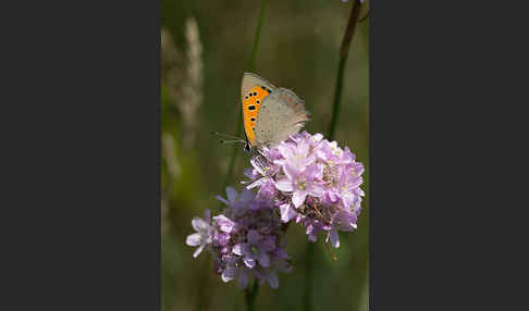 Kleiner Feuerfalter (Lycaena phlaeas)