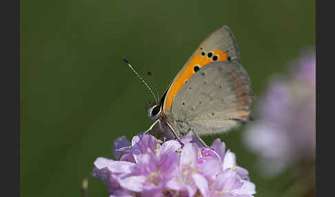 Kleiner Feuerfalter (Lycaena phlaeas)