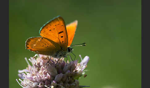 Dukatenfalter (Lycaena virgaureae)