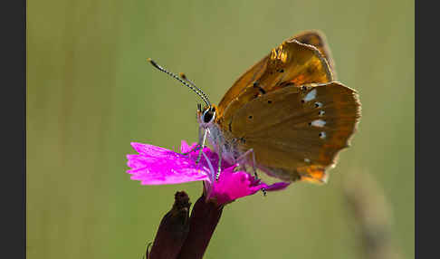 Dukatenfalter (Lycaena virgaureae)