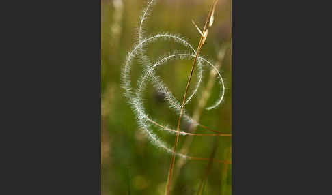 Haar-Pfriemengras (Stipa capillata)