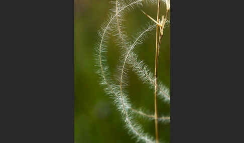 Haar-Pfriemengras (Stipa capillata)