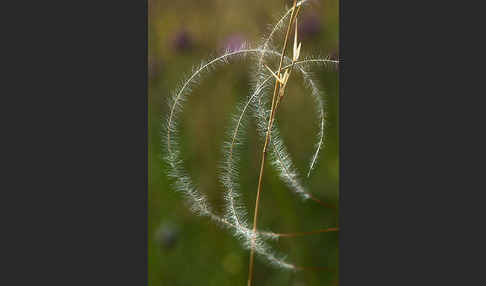 Haar-Pfriemengras (Stipa capillata)