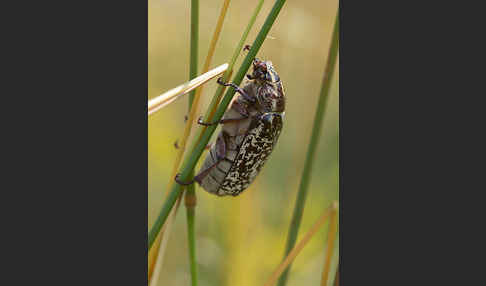 Walker (Polyphylla fullo)