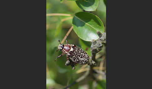 Walker (Polyphylla fullo)